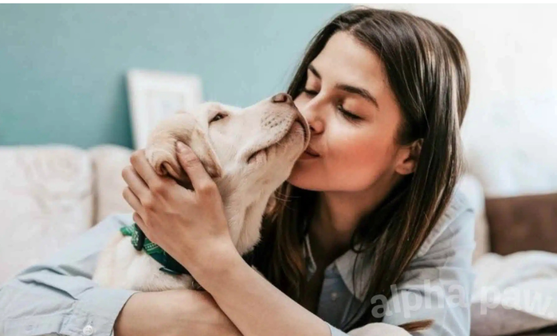 PetSafety: