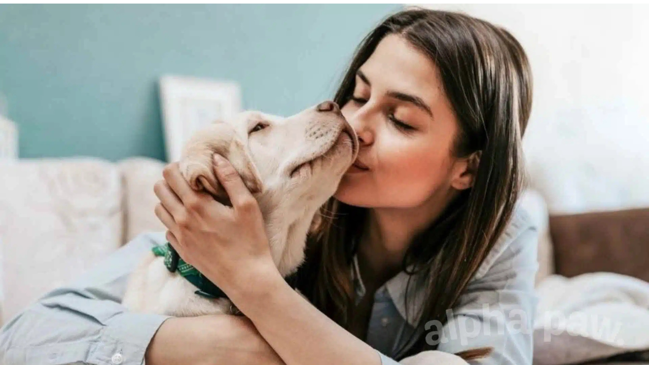 PetSafety:
