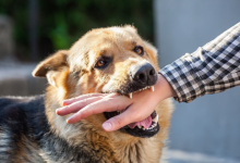 dog bite
