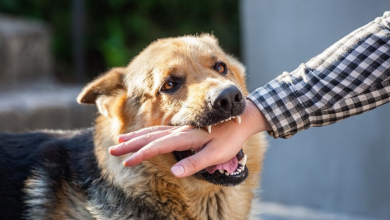 dog bite