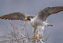 Duck Hawk