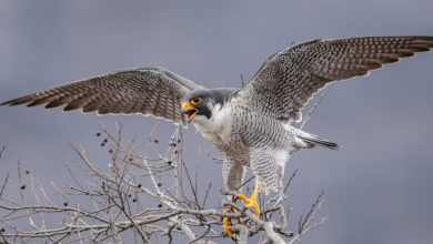 Duck Hawk
