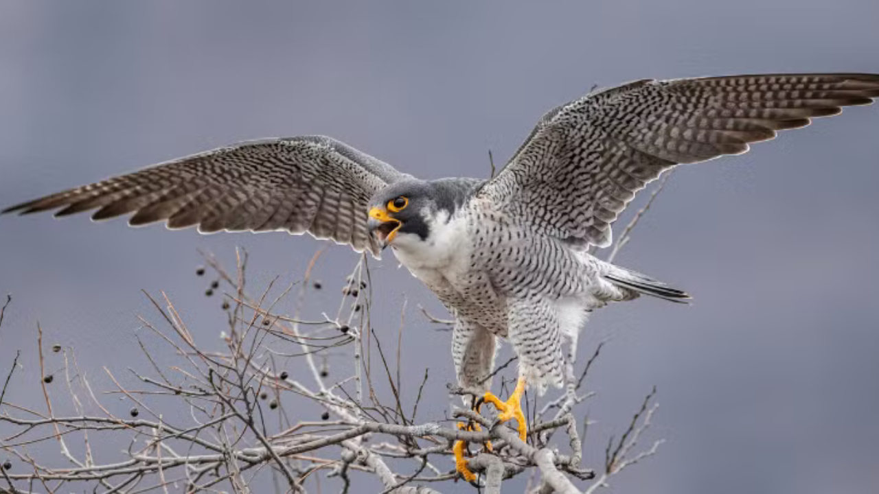 Duck Hawk