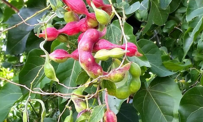 Manila Tamarind benefits