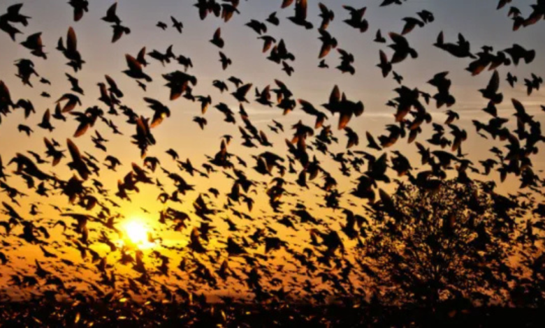 bird suicide