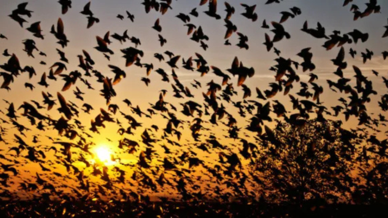bird suicide