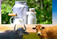 milk