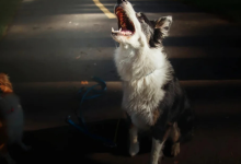 dogs cry