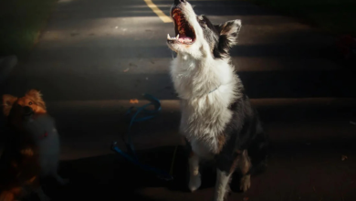 dogs cry