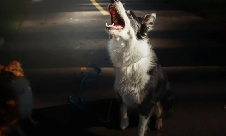 dogs cry