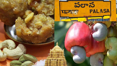Palasa cashew