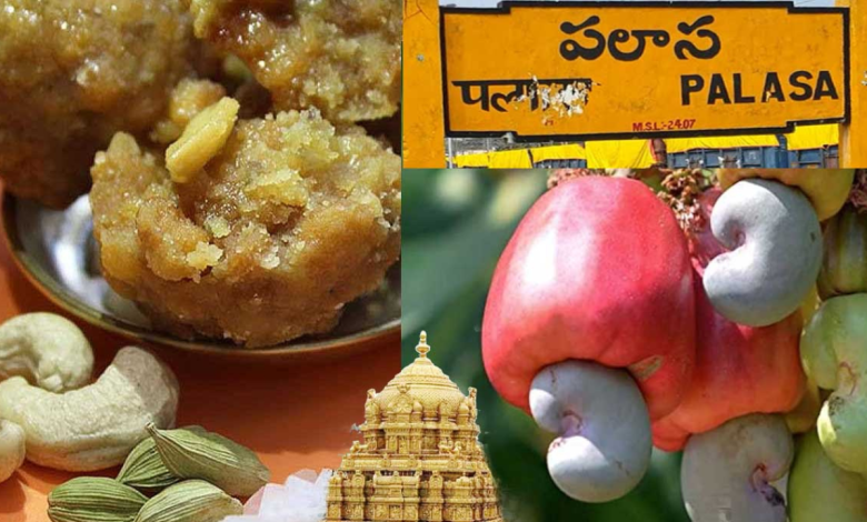 Palasa cashew