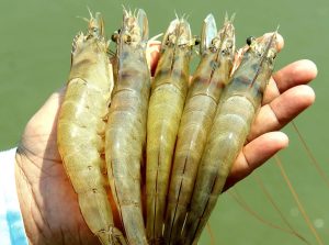 Aquaculture