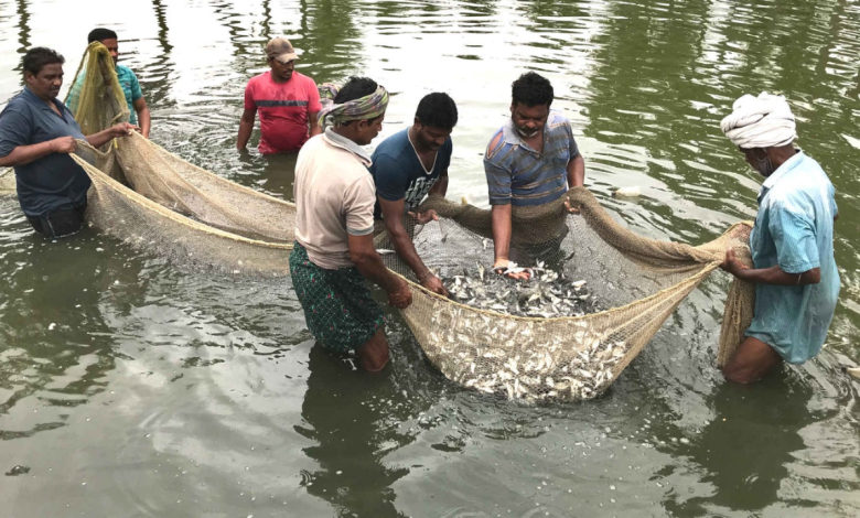 Aquaculture