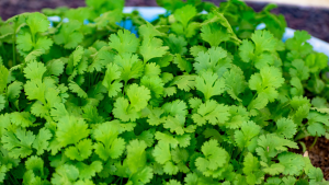 Coriander