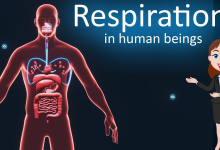 Human body