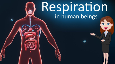 Human body