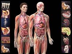 Human body