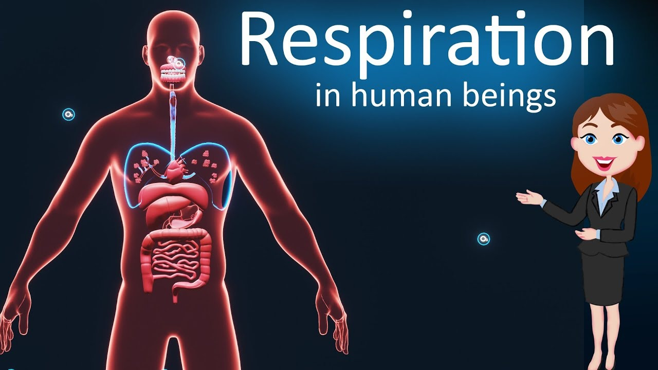 Human body