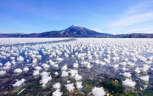 Ice Flowers