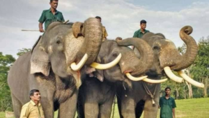 Kunki's elephant