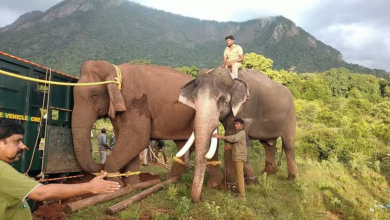 Kunki's elephant