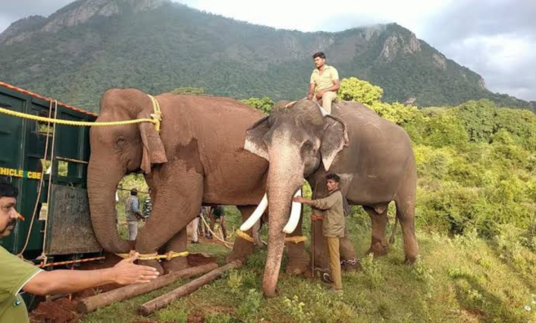 Kunki's elephant