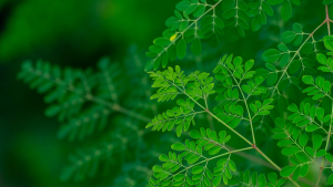 Moringa