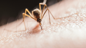Mosquitoes