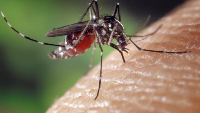Mosquitoes