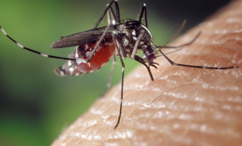 Mosquitoes