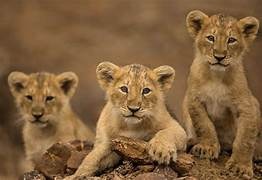 Visakhapatnam Zoo