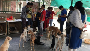 Stray dogs 