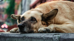 Street dogs