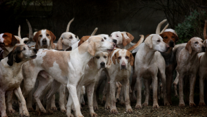 Street dogs