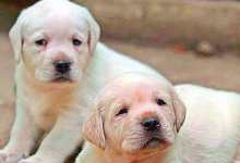 Street dogs