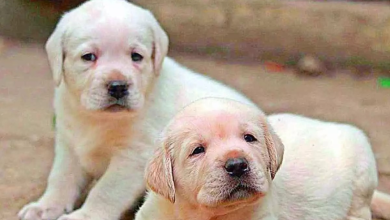 Street dogs