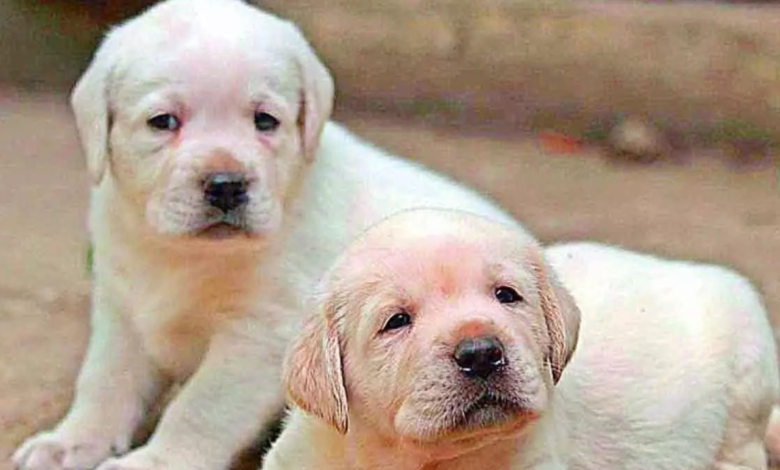 Street dogs