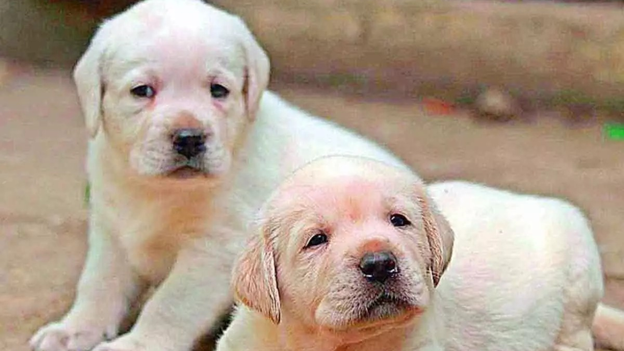 Street dogs