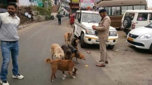 Streets dogs