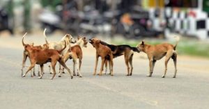 Streets dogs