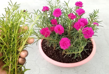 Table rose