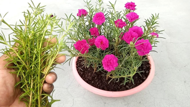 Table rose