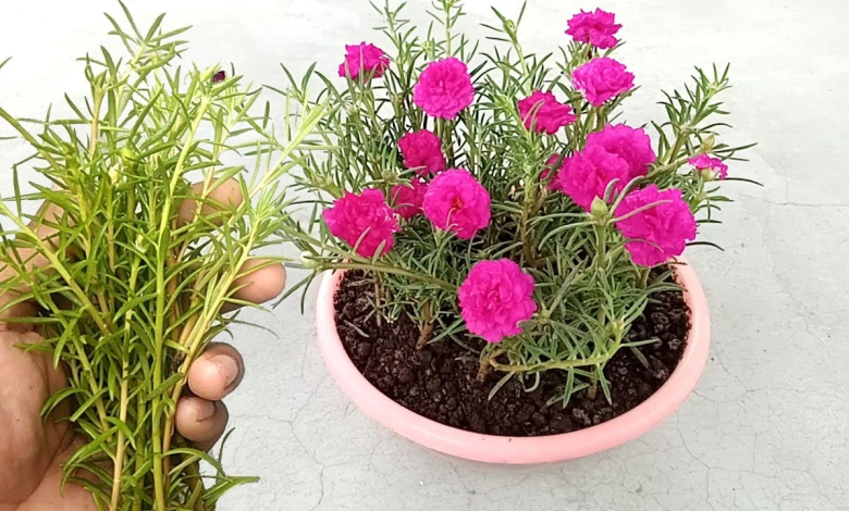 Table rose