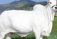cow