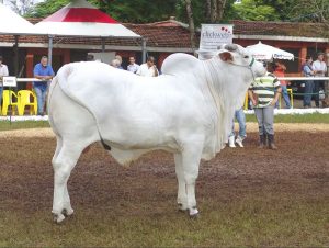 cow