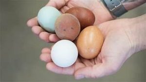 eggs