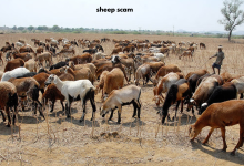 sheep-scam