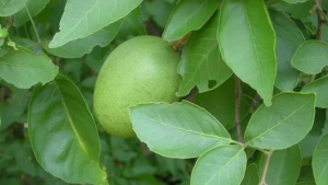 shravanam-bilwapathram-Aegle-Marmelos