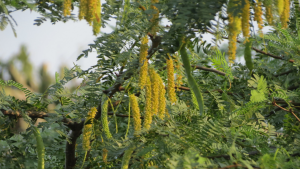 shravanam-jammi-Prosopis-Cineraria